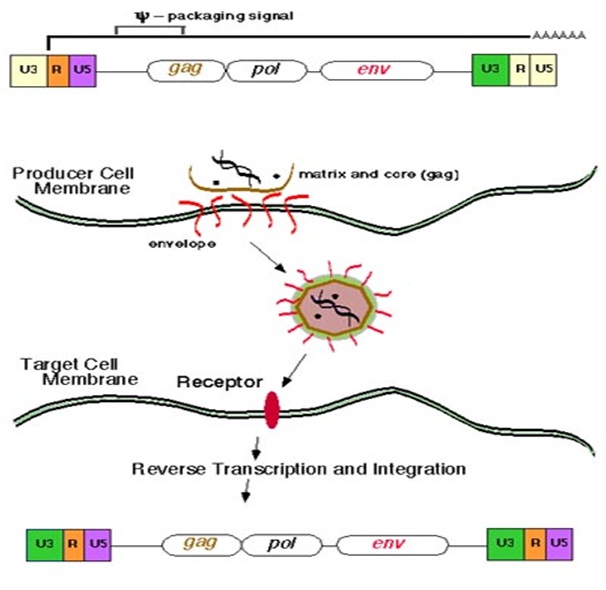 Recombinant DNA